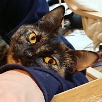 たゆらぶ 会員画像