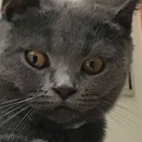 はにい4994 会員画像