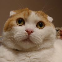 ヒラケン 会員画像