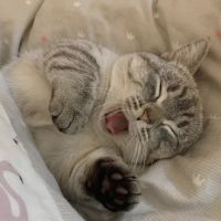 アワジ 会員画像