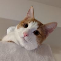 ハッピーレオママ 会員画像