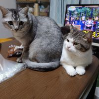 さなこし 会員画像