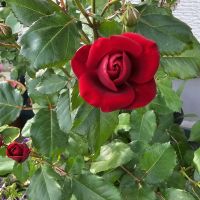 熱き鼓動さん