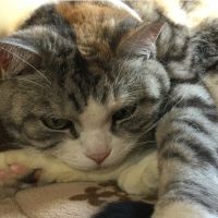 とりぶし 会員画像