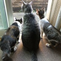 らんふうはるさん