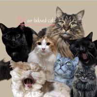 麻猫さん 会員画像