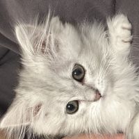 きむうゆ 会員画像