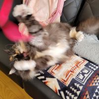 あきもさん