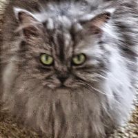 なつめ。さん