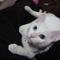 プリちゃこ 会員画像