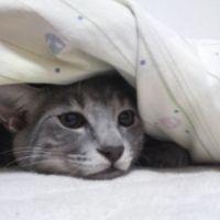 ニャンピー 会員画像