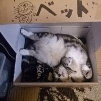 リブちゃん 会員画像