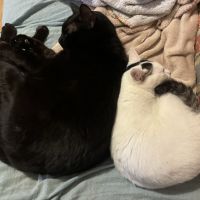 ひか 会員画像
