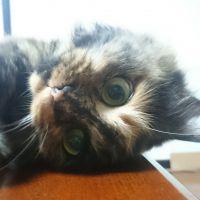 ねこねこばやし 会員画像