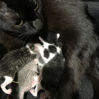ねこの子 会員画像