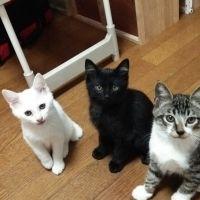 ちびとりん 会員画像