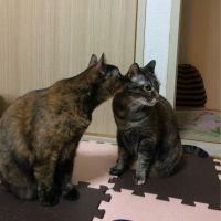hinapon_n_c 会員画像
