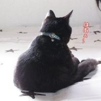 ぶっくん 会員画像