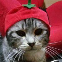 まにふぃっく 会員画像