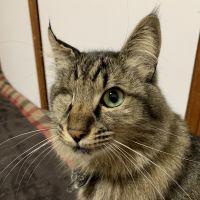 とらしろ 会員画像