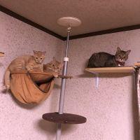 柚子杏 会員画像