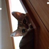 会員画像