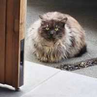 ヘンナガラーズさん