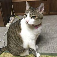 ぴんきぃららママ 会員画像