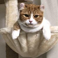 猫太郎さん 会員画像