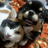 わさびよつばさん