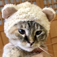 ラフィマイ 会員画像