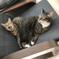 はちみつはにー 会員画像