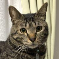 にわ家の晩餐 会員画像