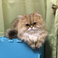 会員画像