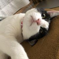 あおおくら 会員画像