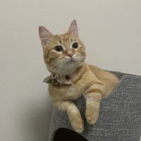 しばちゃんまん 会員画像