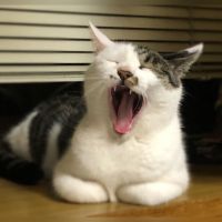 会員画像