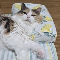 しゆうへさん
