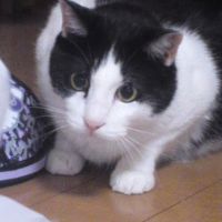 はちわれにゃん 会員画像