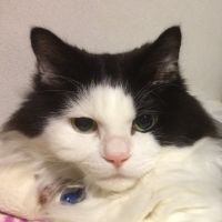 わっちゃさん