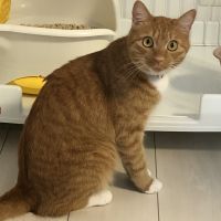 ネコツカ 会員画像