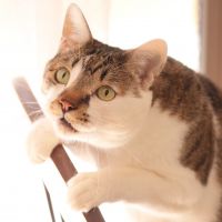 はるのみかん 会員画像