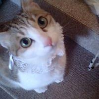 影山玲 会員画像