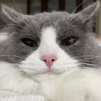 とうふ。 会員画像