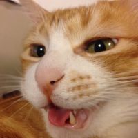 にくうどんさん