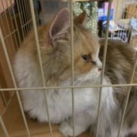 neko堺 会員画像