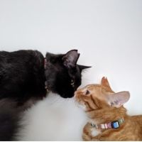 猫屋時計店 会員画像