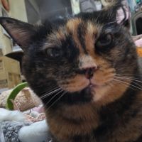 まりょくすさん