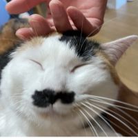 うたぬさん