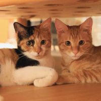 南町の猫を保護する会さん